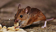 24 Hour & Emergency Exterminators in Hasty, AR